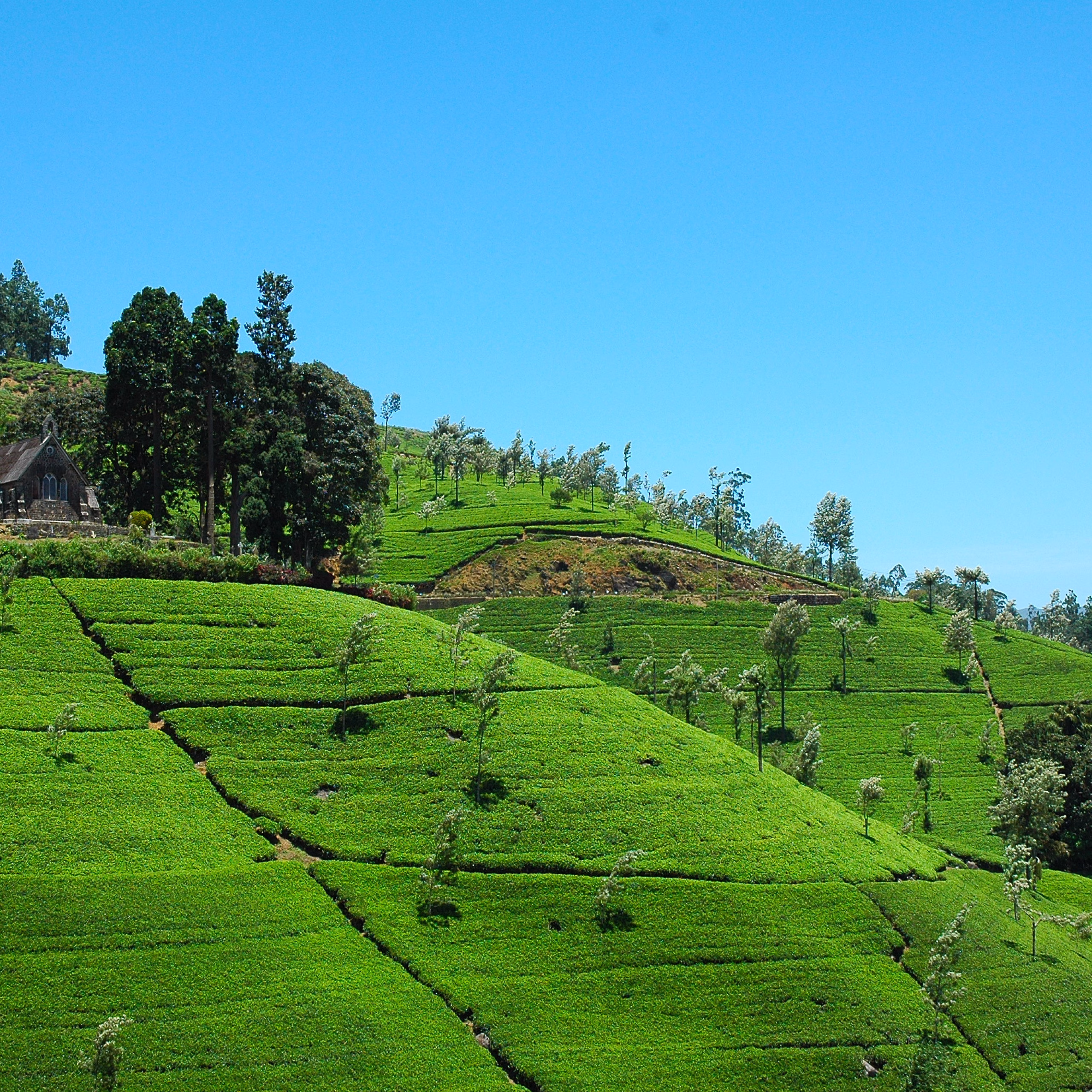 6-Night Sri Lanka Tea Tour Itinerary