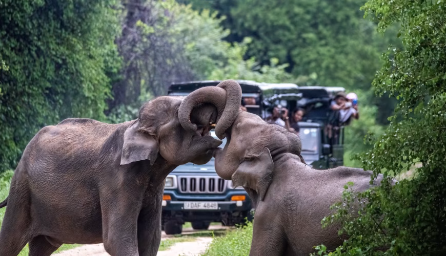 Into the Wild: A Luxury Safari in Sri Lanka