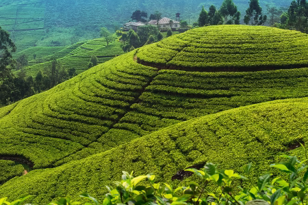 The Misty Magic of Sri Lanka’s Tea Highlands