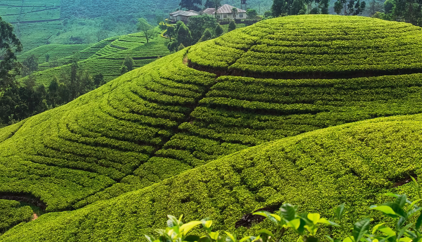 The Misty Magic of Sri Lanka’s Tea Highlands