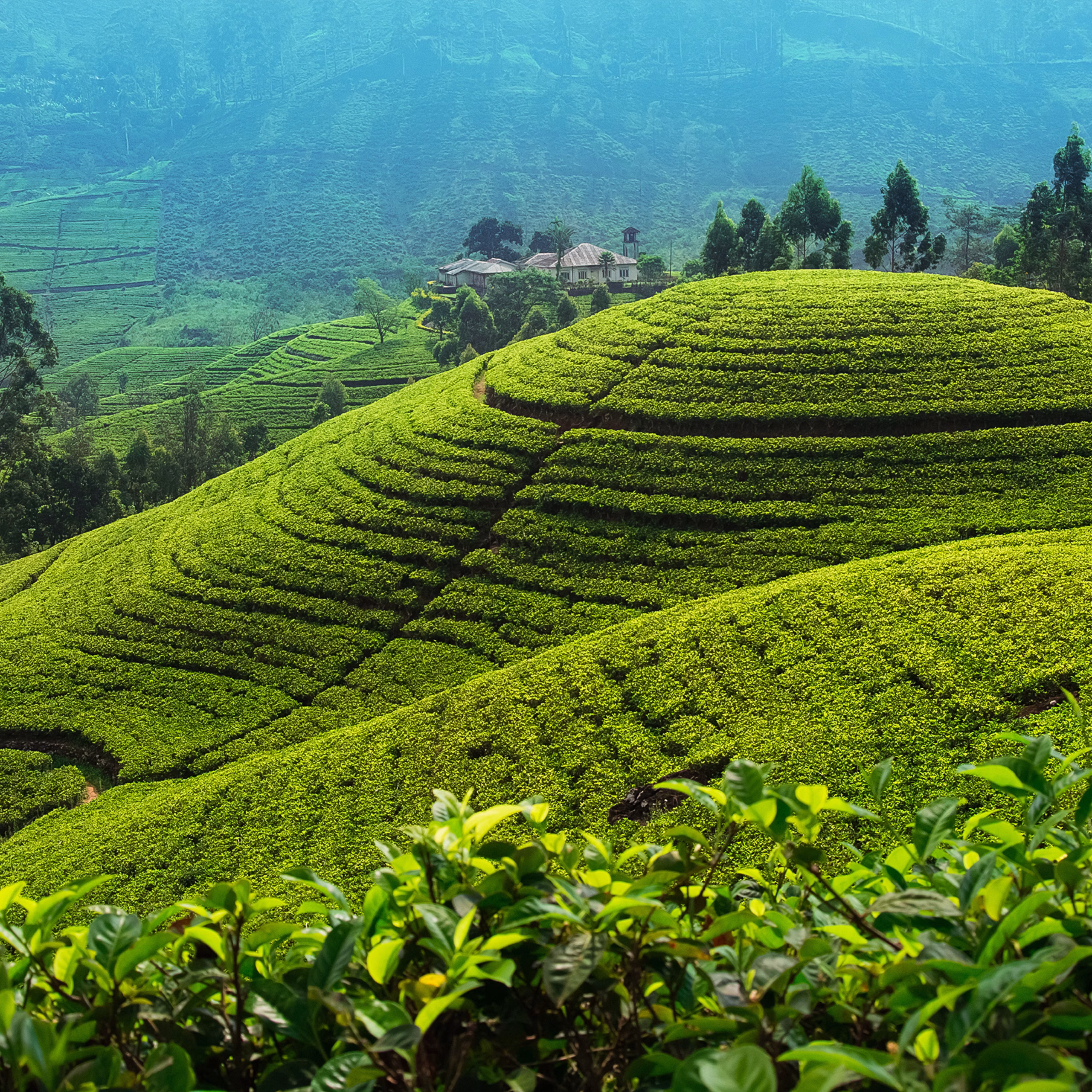 6-Night Sri Lanka Tea Tour Itinerary